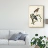 Trademark Fine Art John James Audubon 'Night Heron' Canvas Art, 16x24 WAG04049-C1624GG